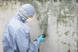 Best Crawl Space Mold Remediation  in Peotone, IL